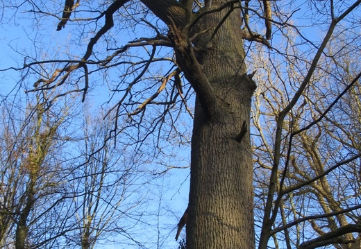 IMG 7011