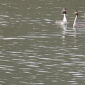 P1090573 - 