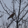 IMG 7109-001