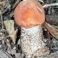 20200912 131737 Chapeau rouge