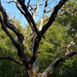 Forêt de Rosny sur Seine (78)