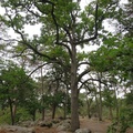 IMG 7255