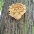 130452 Beau champignon sur le tronc d'arbre
