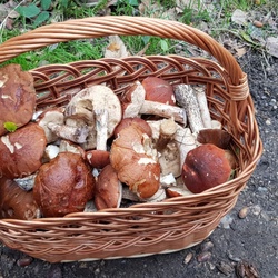 Forêt de Montmorency (95)