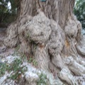 IMG 7385
