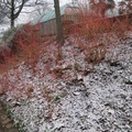 IMG 7386