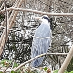 Marche Nordique du 20 janvier
