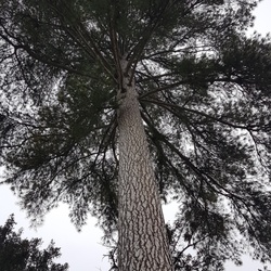 Parc de Saint Cloud (92)