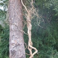 P1080869-Femme ébouriffée amoureuse de son arbre
