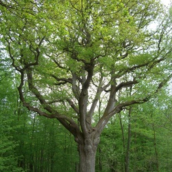 Les étangs de Hollande (78) avril 2009