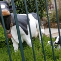 La Normandie au Chesnay !
