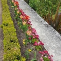 Parterre coloré