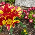 Superbes tulipes multiflores