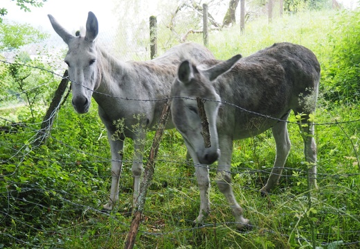 Le Rocher de la Mule