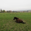 IMG 7852
