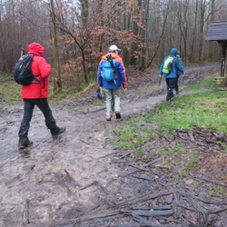 Forêt de Marly (78)