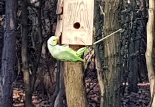 Oiseaux dans le bois de Boulogne.