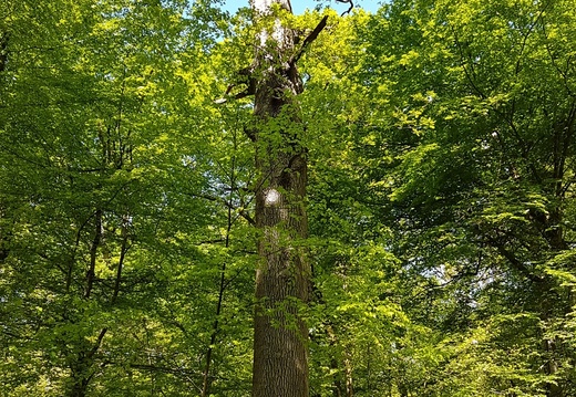Forêt d'Halatte (60)