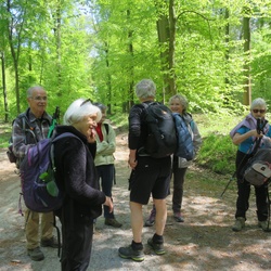 Forêt d'Halatte (60)