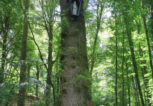 Forêt de Hesdin