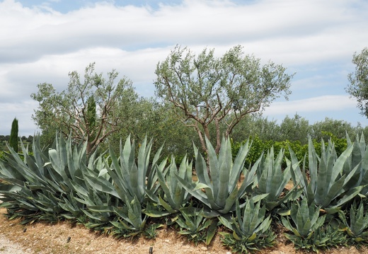 Vinsobres : les bornes papales