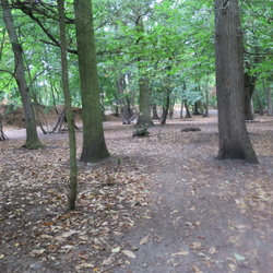 Maisons-Laffitte Ville et verdure