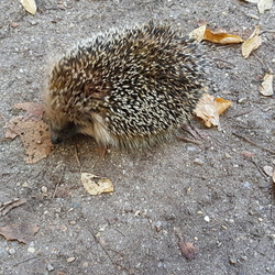 Marche nordique 12 octobre