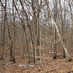 Les sentes de Mareil et forêt de Marly