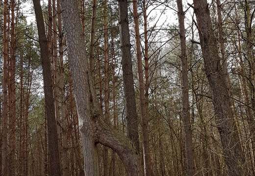 Montfort-l'Amaury - Forêt de Rambouillet