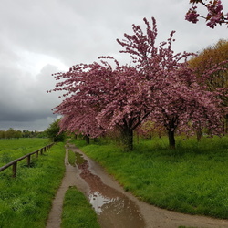 Marche Nordique du 17 avril 2024