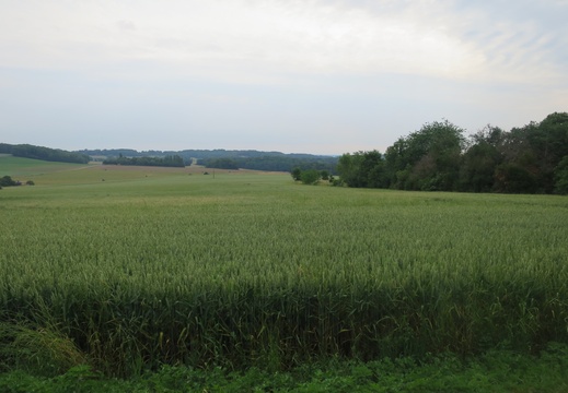 IMG 8785
