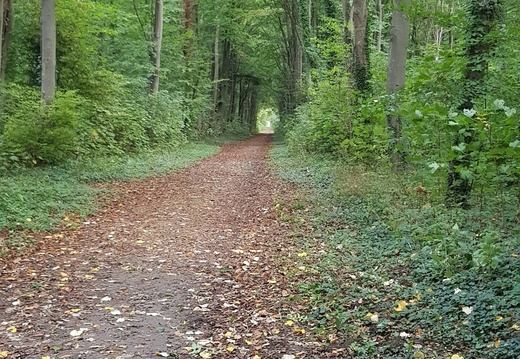 De Saint-Germain à Conflans-Ste-Honorine (78)
