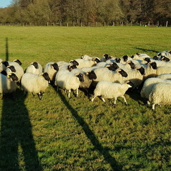 De Bullion à Rochefort-en-Yvelines
