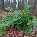 IMG-20240203-WA0005