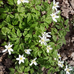Du pont de Sèvres à la Celle-Saint-Cloud