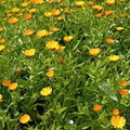 IMG-20240406-WA0041