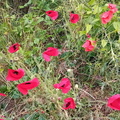 IMG-20240622-WA0005