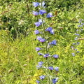 IMG-20240622-WA0023