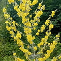 IMG-20240622-WA0031