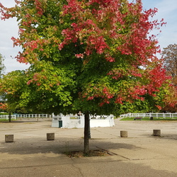 Forêt de l'Isle-Adam