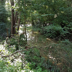 Forêt de Pinceloup (78)