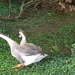 Forêt de Pinceloup (78)