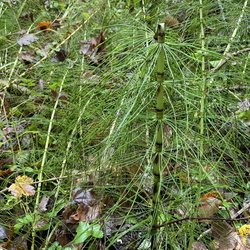 Vallée de la Viosne (95)