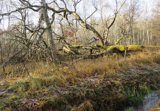 Forêt de Rambouillet, l'Etang de la Tour