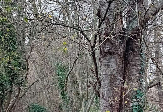 Frouville, vallée du Sausseron