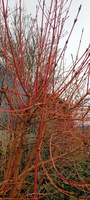 IMG-20250222-WA0031