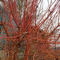 IMG-20250222-WA0031