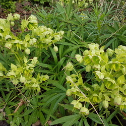 La Beaumontoise