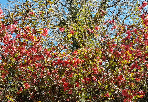 Bonnelles