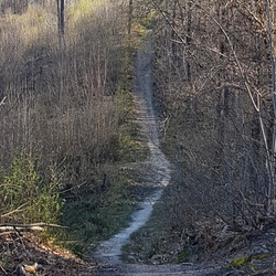 Forêt de Montmorency